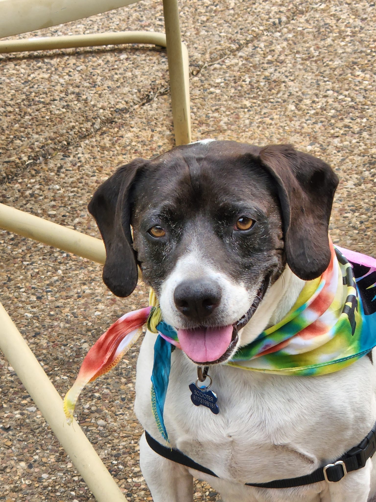 Lab Mix Adoptable